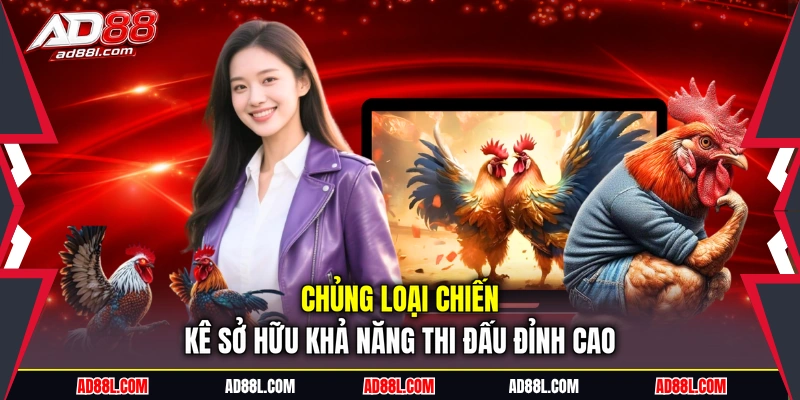 Chủng loại chiến kê sở hữu khả năng thi đấu đỉnh cao