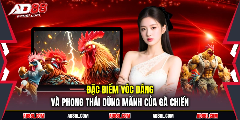 Đặc điểm vóc dáng và phong thái dũng mãnh của gà chiến