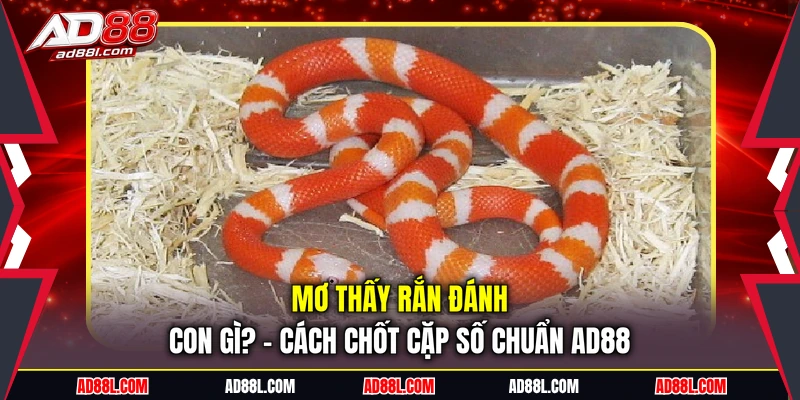 Mơ thấy rắn